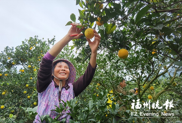 福清（一都）狀元橙文化節周六開幕