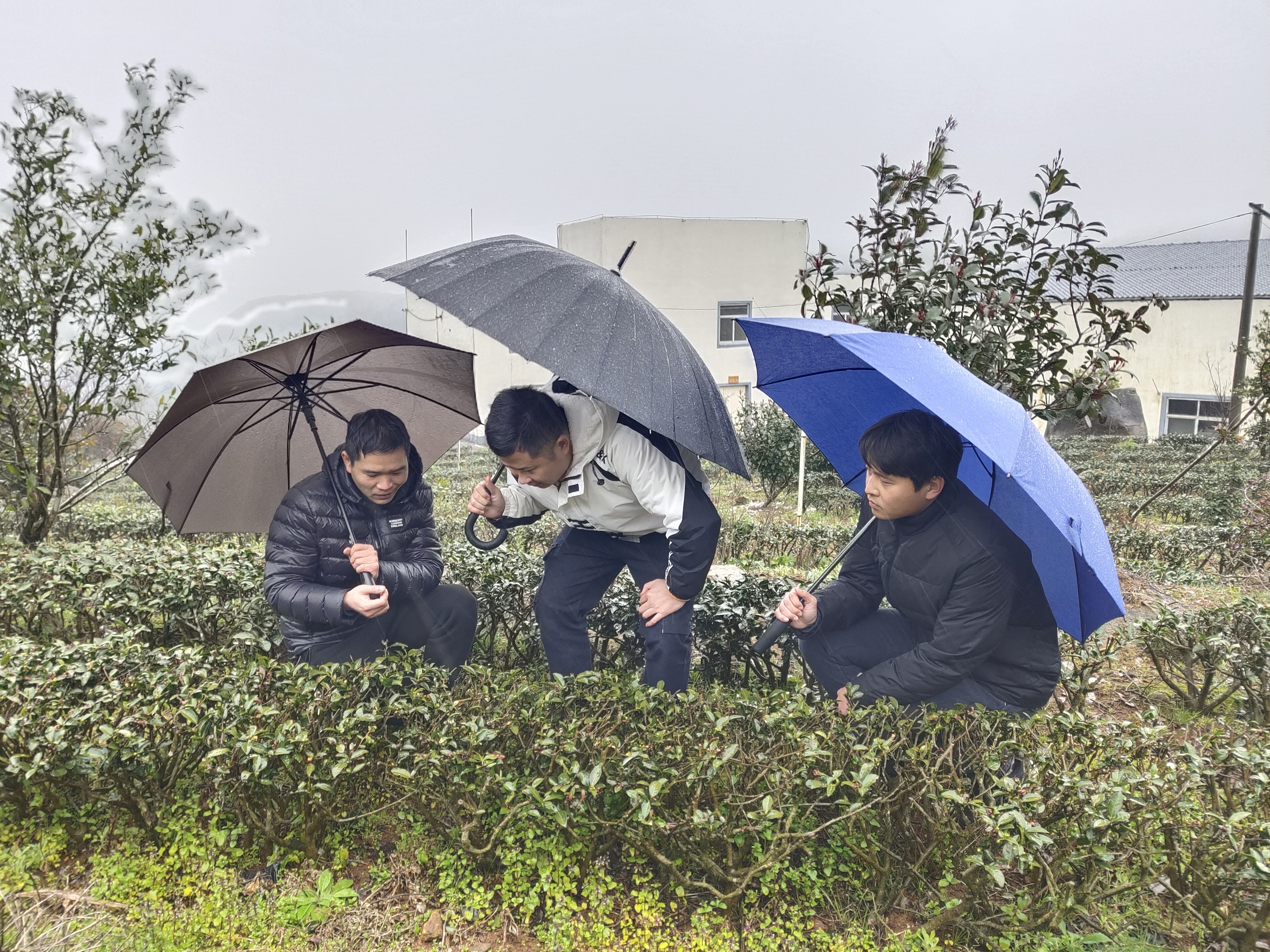 東張鎮組織力量深入田間地頭服務農企