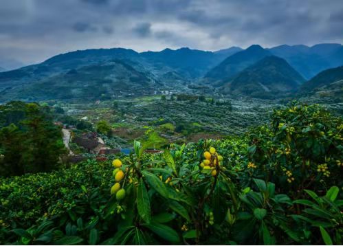 福州一都鎮(zhèn)念好枇杷發(fā)展“經(jīng)”