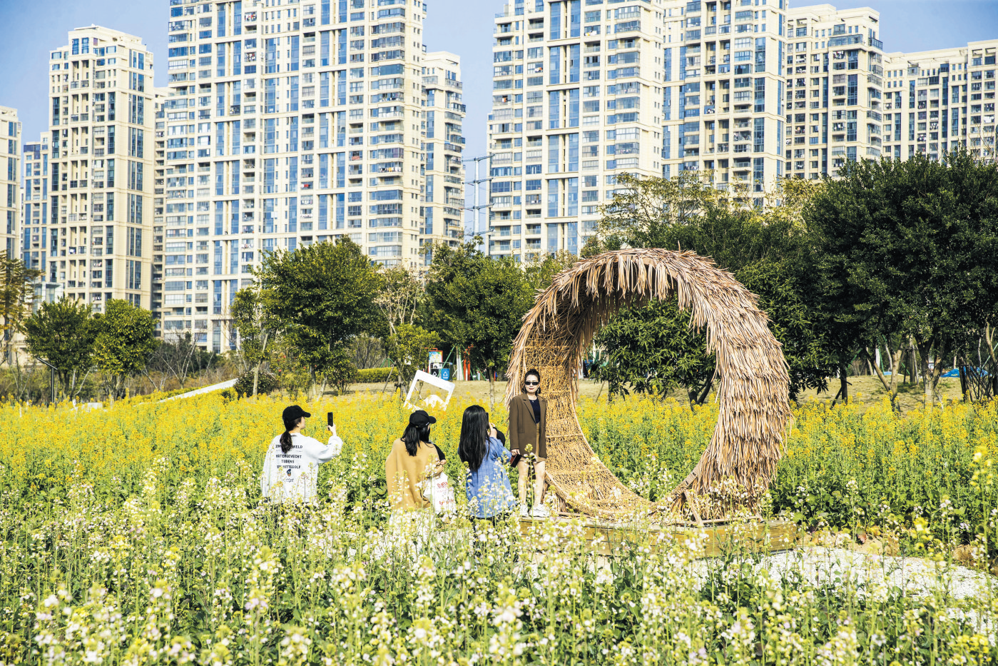 市民休閑公園彩色油菜花絢麗綻放
