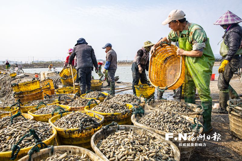 產業帶好路 鄉村有出路——從三個案例看福清的鄉村振興