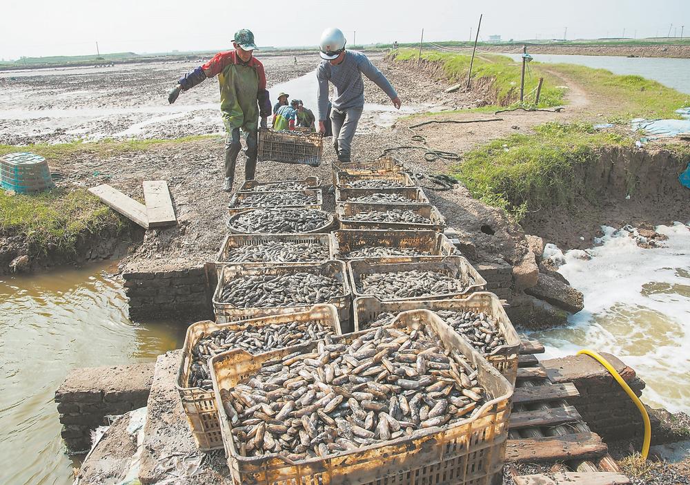 福清蟶子:灘涂鄉味