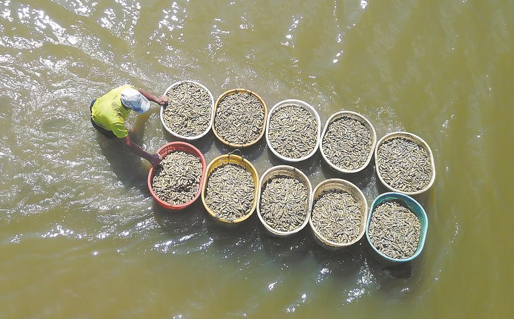 福清蟶子:灘涂鄉味