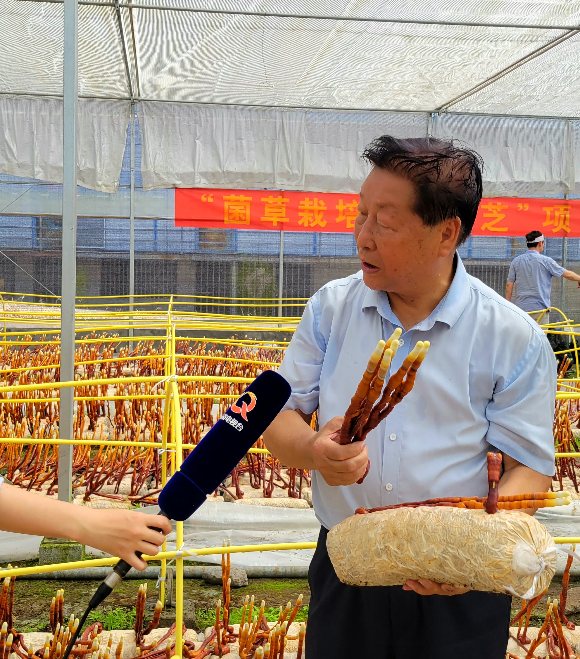 福清成功培育“鹿角靈芝”