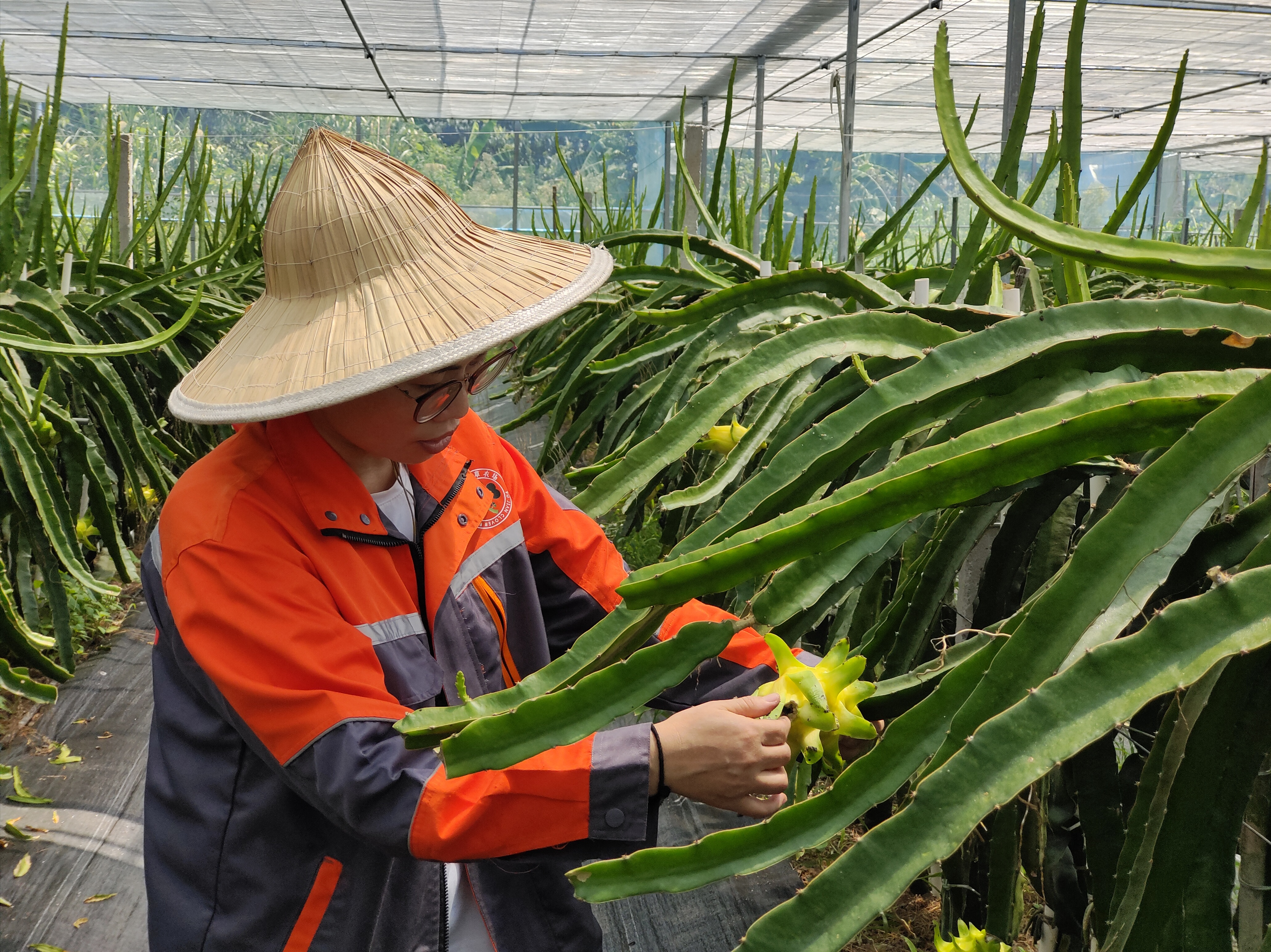 福清臺灣農民創業園多措并舉保障農業生產