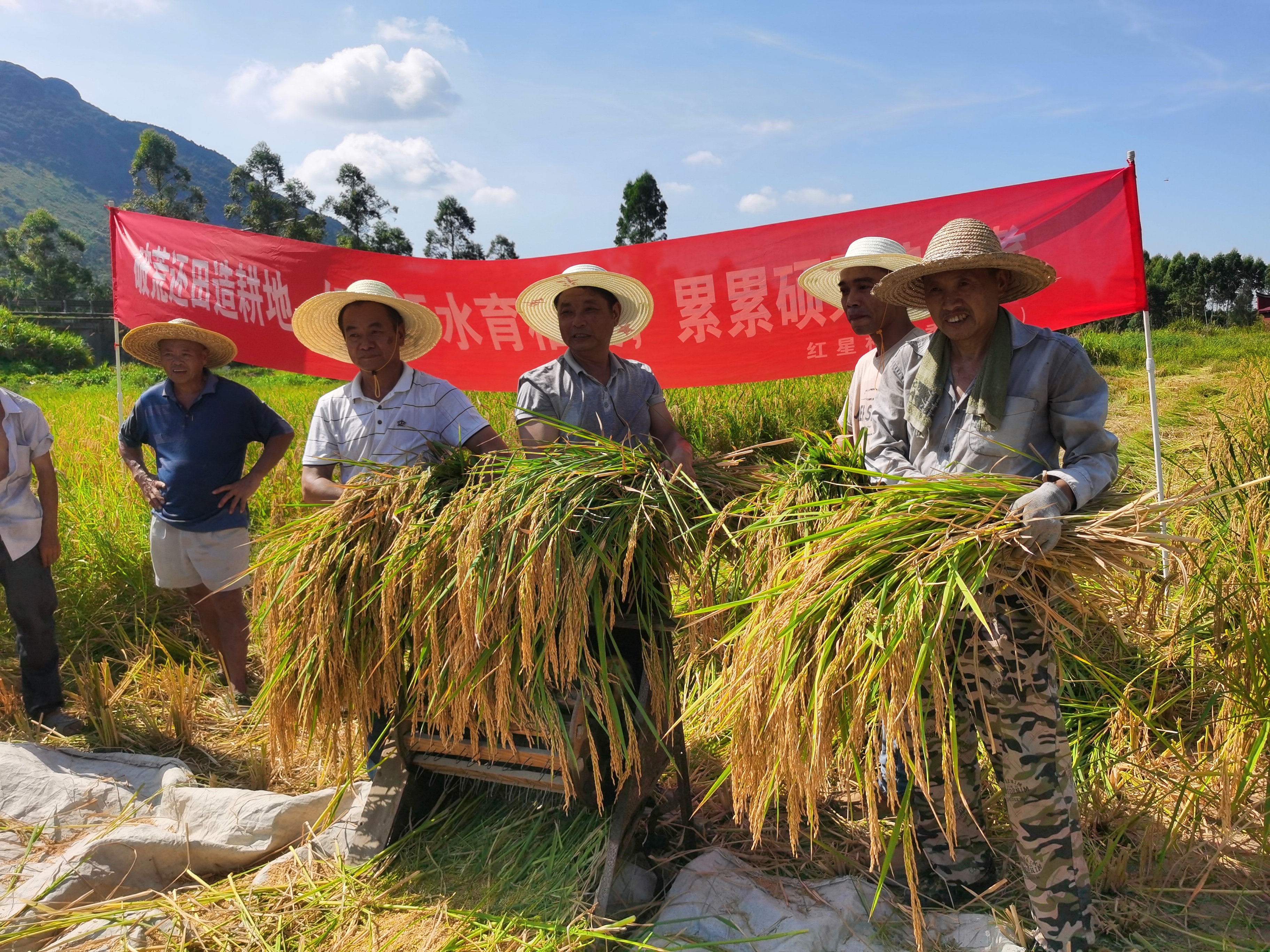 鏡洋鎮盤活土地資源：荒地變良田 水稻迎豐收