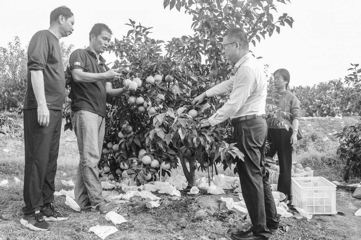 農(nóng)業(yè)科技人員下田間地頭助農(nóng)增收