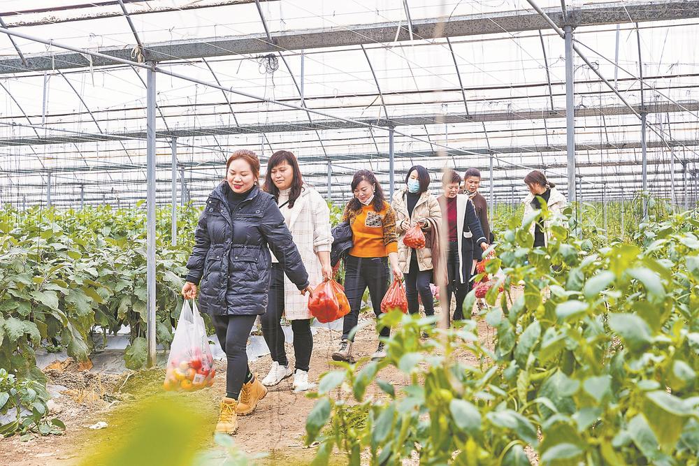 福清:保障“菜籃子”,基地采收忙