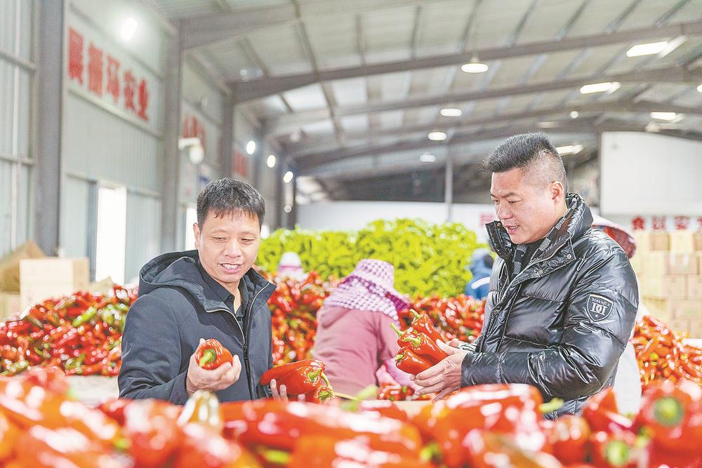 福清:保障“菜籃子”,基地采收忙