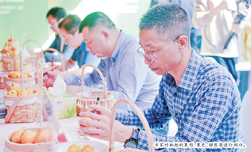 第六屆福州（福清）枇杷文化節開幕
