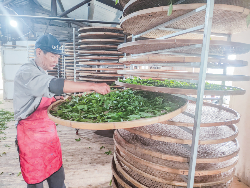 大山坡茶場茶農采茶忙