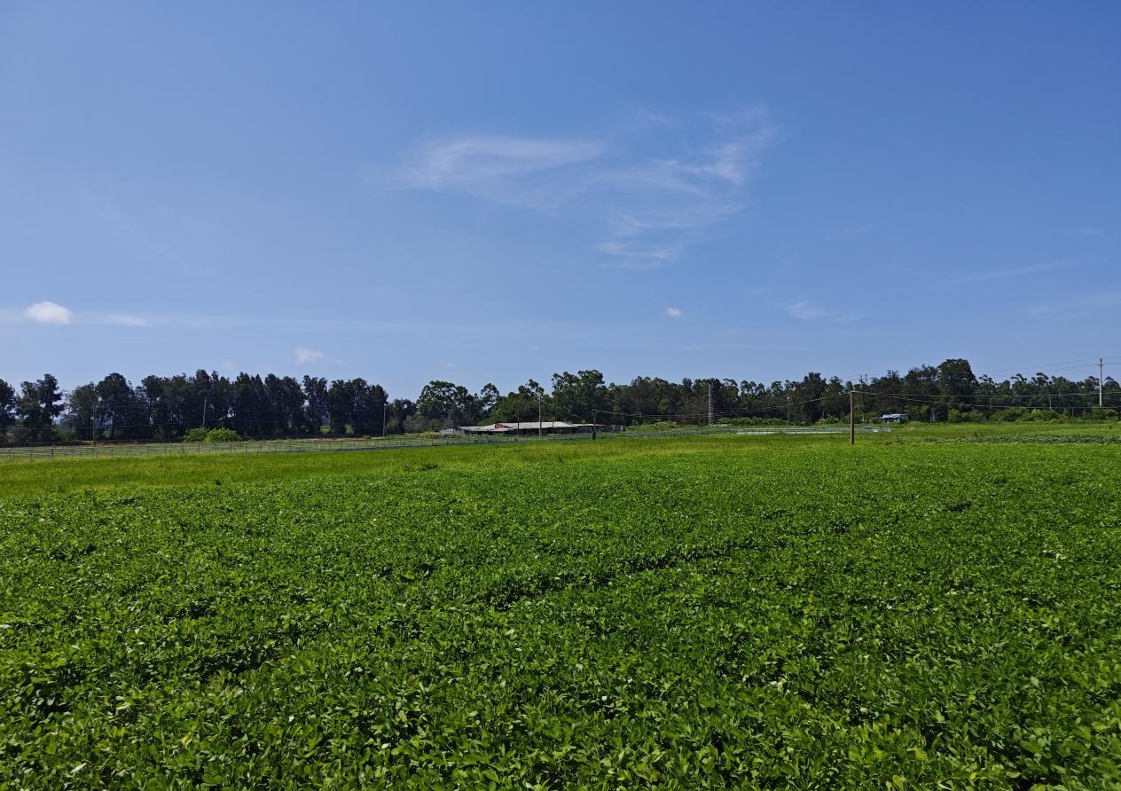 港頭鎮(zhèn)推進(jìn)土地綜合整治項(xiàng)目500多畝