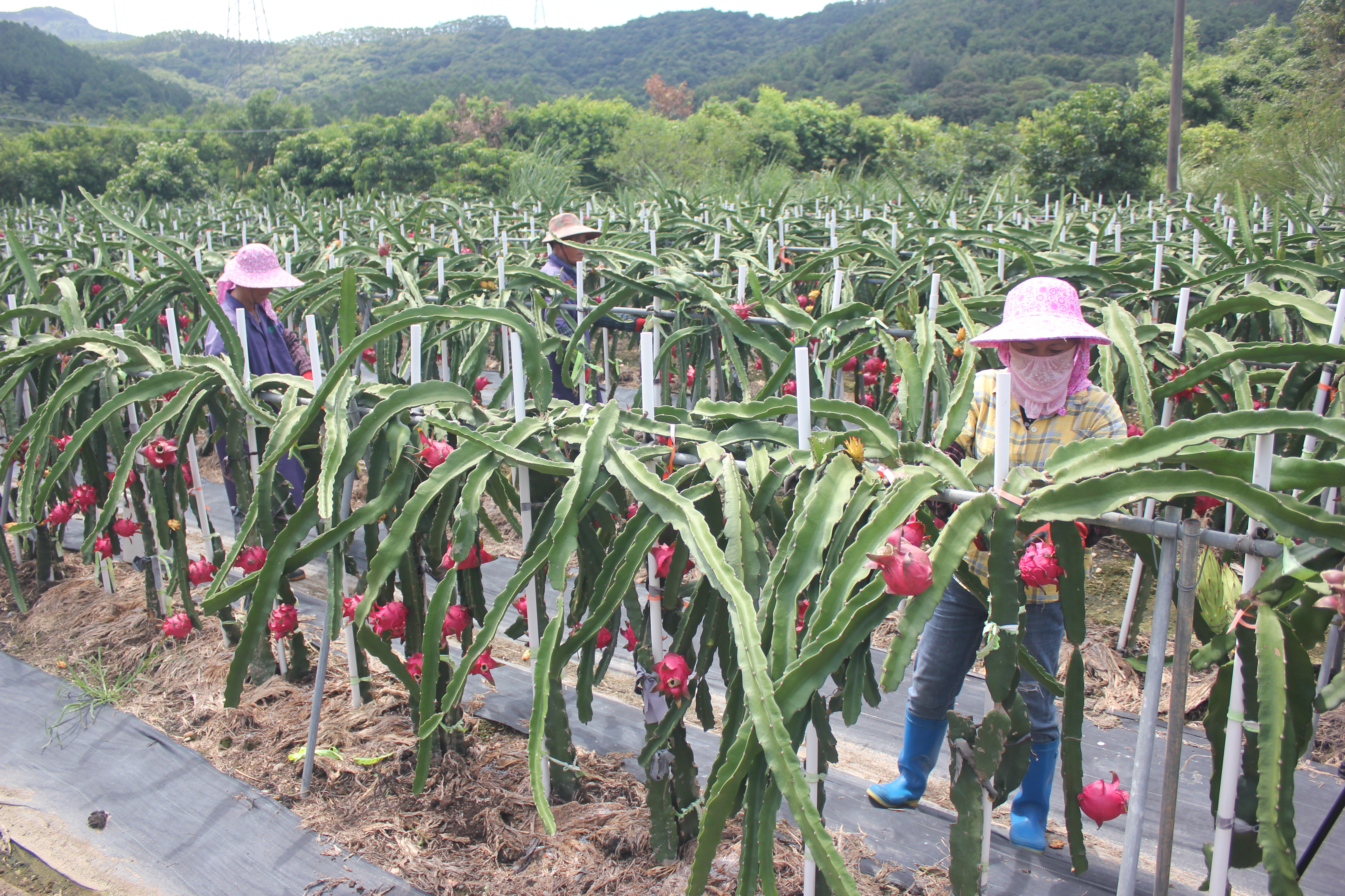 福清豐澤農牧200多畝火龍果進入采摘期