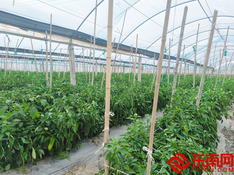 8利農集團蔬菜大棚.png