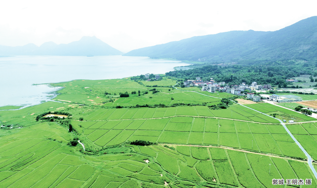 東張水庫流轉(zhuǎn)1000多畝庫區(qū)農(nóng)田用于綠色種植