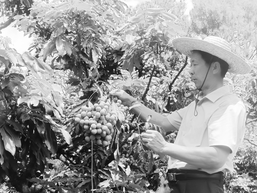漁溪鎮(zhèn)“小院龍眼”迎來豐收 漁溪鎮(zhèn)“小院龍眼”迎來豐收