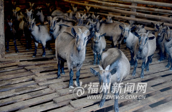 “80后福清哥”和500畝家庭農(nóng)場 養(yǎng)蝦放牧載果樹